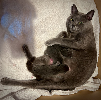 Dixie with newborn kittens
